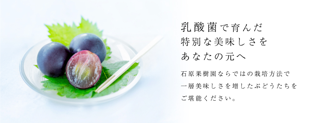 乳酸菌で育んだ別な美味しさをあなたの元へ | 石原果樹園ならではの栽培方法で一層美味しさを増した美禅乙女枚をご堪能ください。