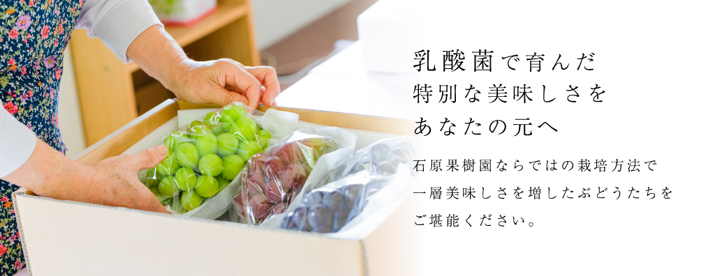 乳酸菌で育んだ別な美味しさをあなたの元へ | 石原果樹園ならではの栽培方法で一層美味しさを増した美禅乙女枚をご堪能ください。