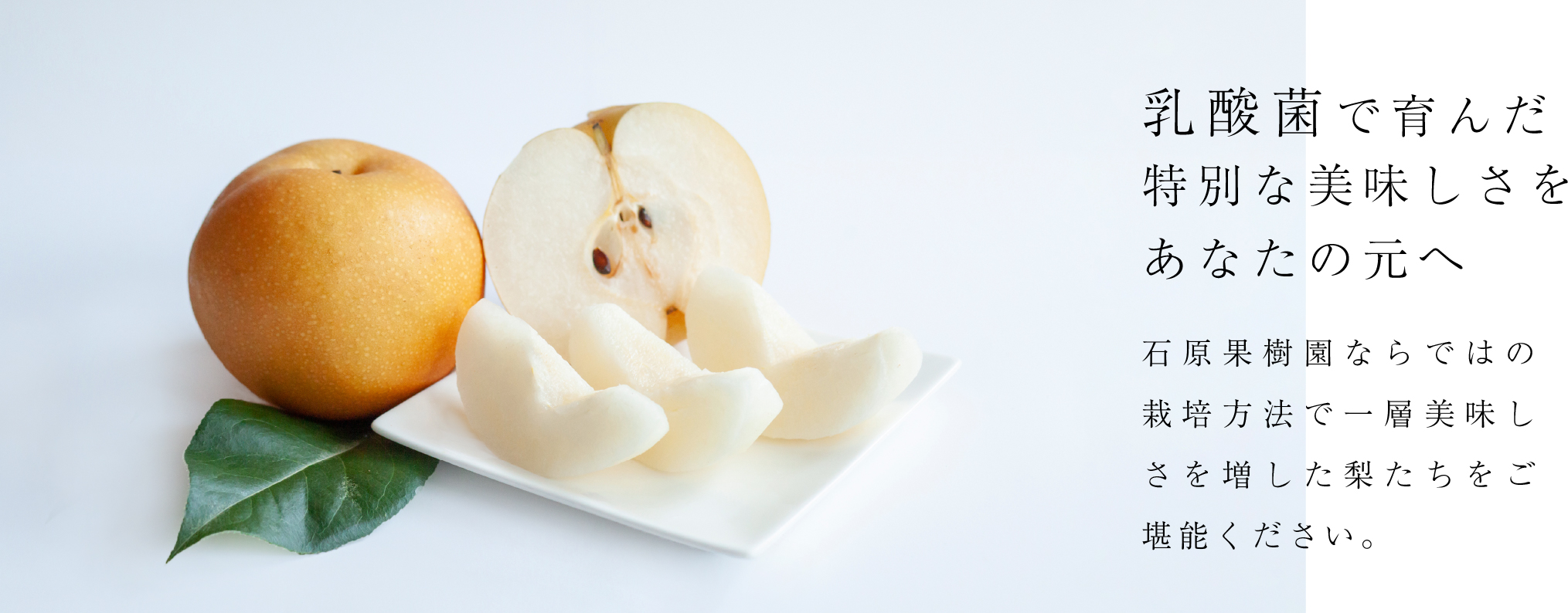 乳酸菌で育んだ特別な美味しさをあなたの元へ。石原果樹園ならではの栽培方法で一層美味しさを増した梨たちをご堪能ください。