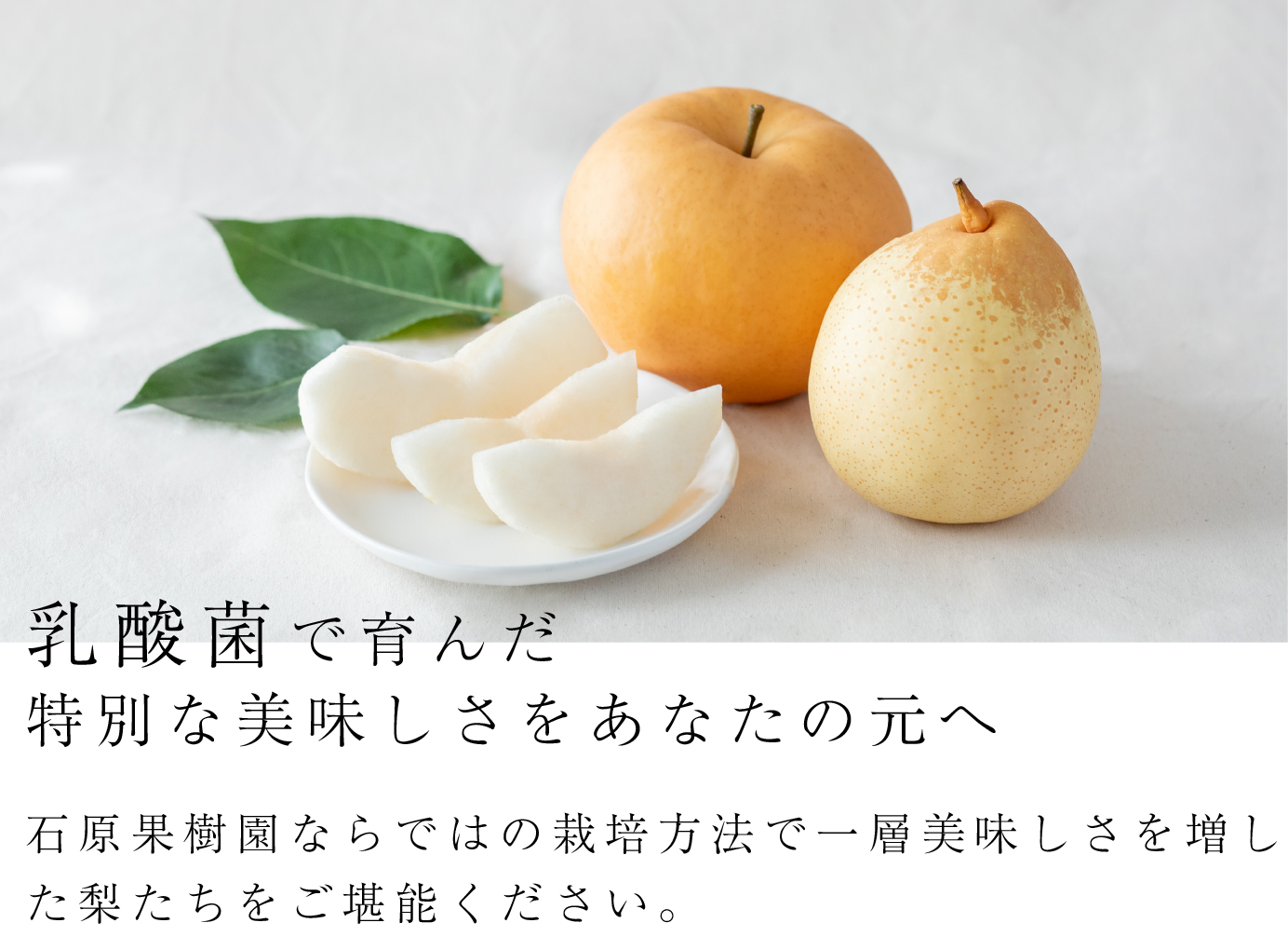 乳酸菌で育んだ特別な美味しさをあなたの元へ。石原果樹園ならではの栽培方法で一層美味しさを増した梨たちをご堪能ください。