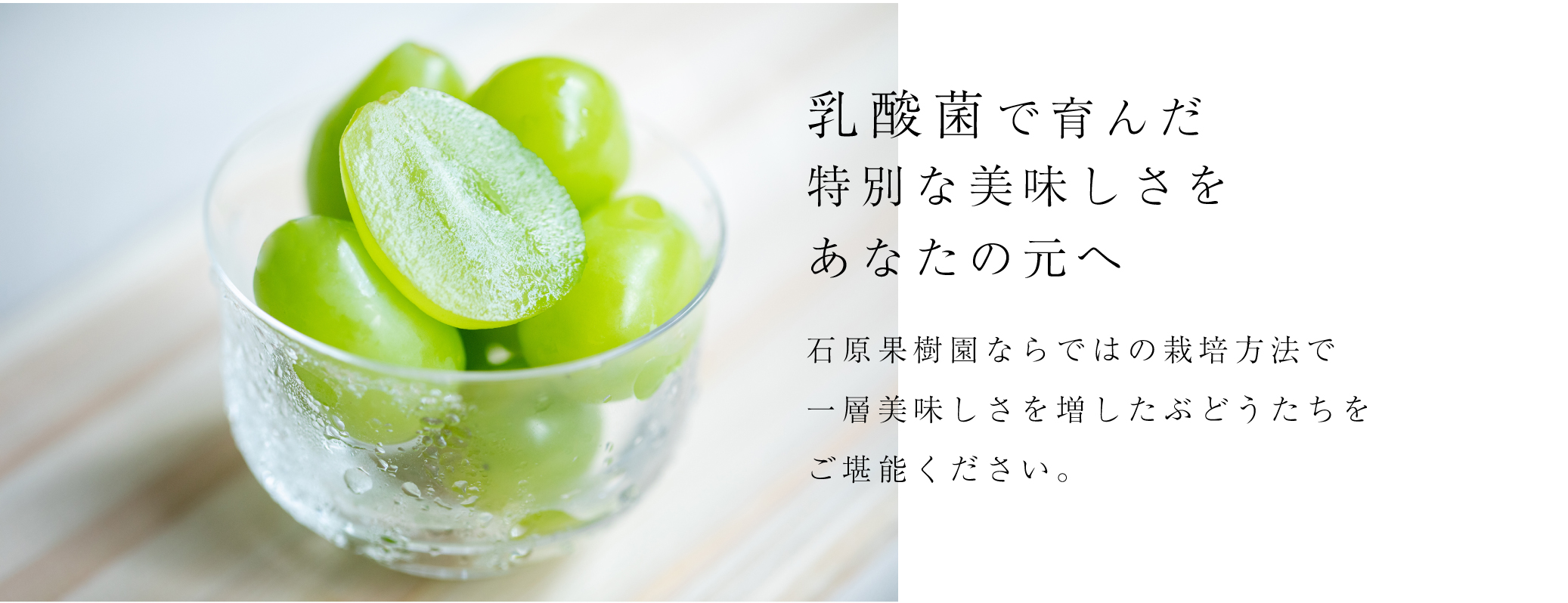 乳酸菌で育んだ特別な美味しさをあなたの元へ。石原果樹園ならではの栽培方法で一層美味しさを増したぶどうたちをご堪能ください。