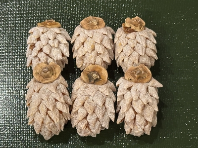 柿松笠（ゆず餡入り）　6個