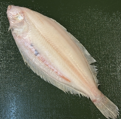 島根県産　柳かれい（大）1枚