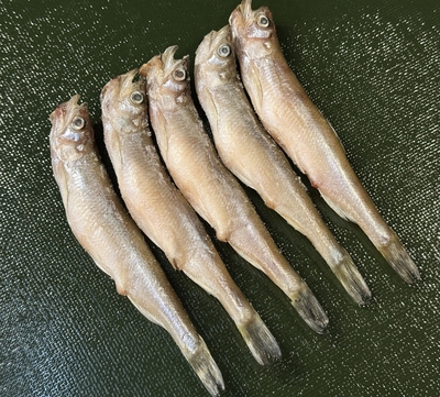 北海道　本ししゃも（子持ち）5尾