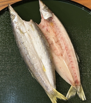 国産　かますの開き　1枚