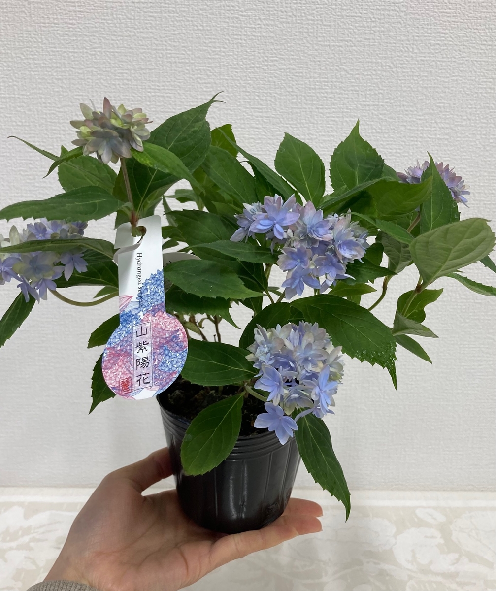 ３寸ポット苗 山紫陽花 マルルー ブルー グリーンホビー