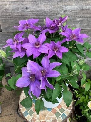 クレマチス ミゼットブルー グリーンホビー