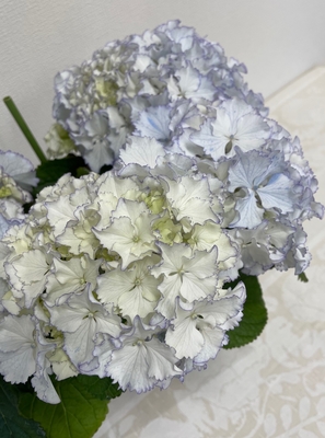 秋色アジサイ ホワイトレオン グリーンホビー