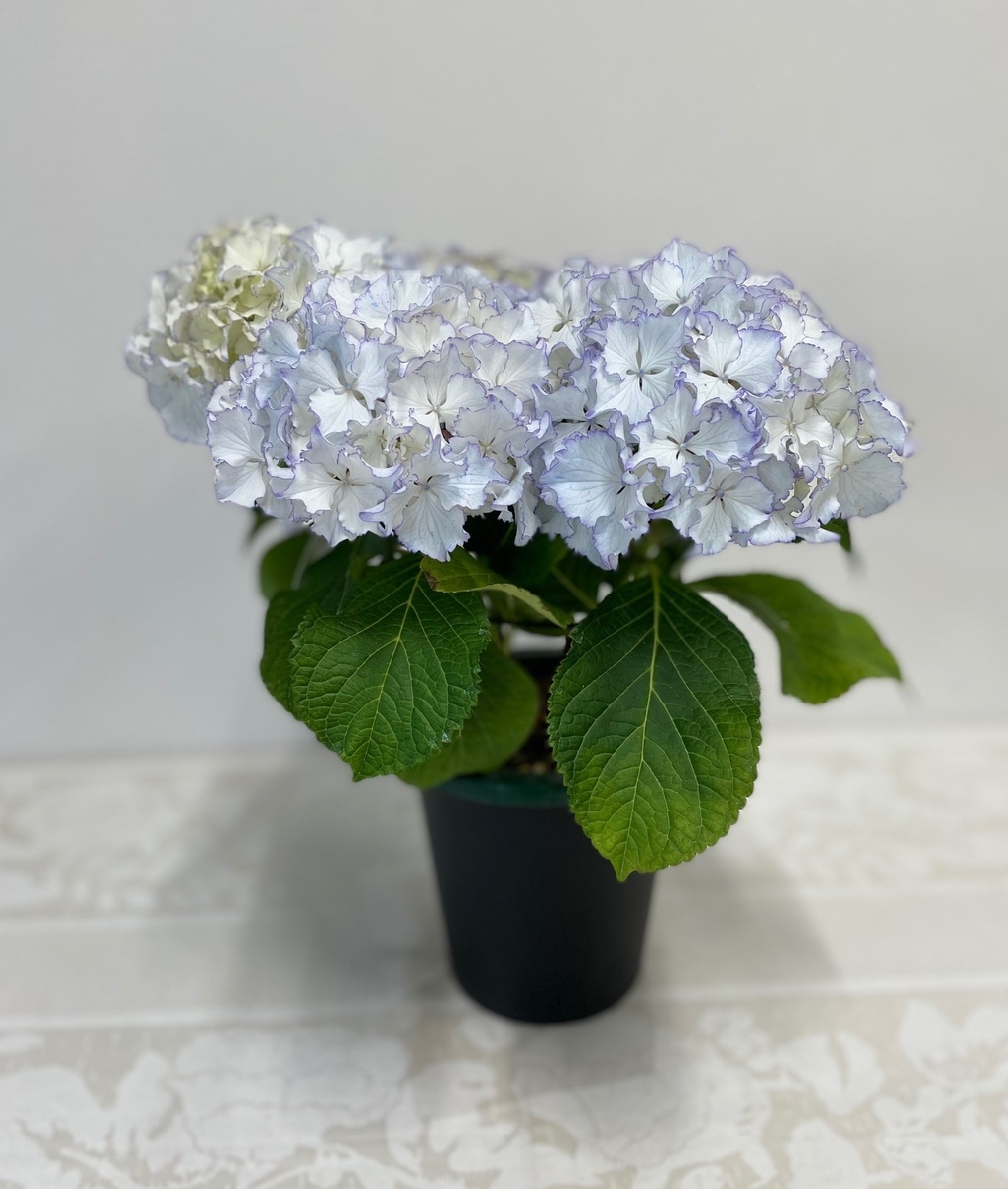 秋色アジサイ ホワイトレオン グリーンホビー