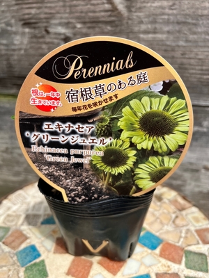 エキナセア グリーンジュエル グリーンホビー