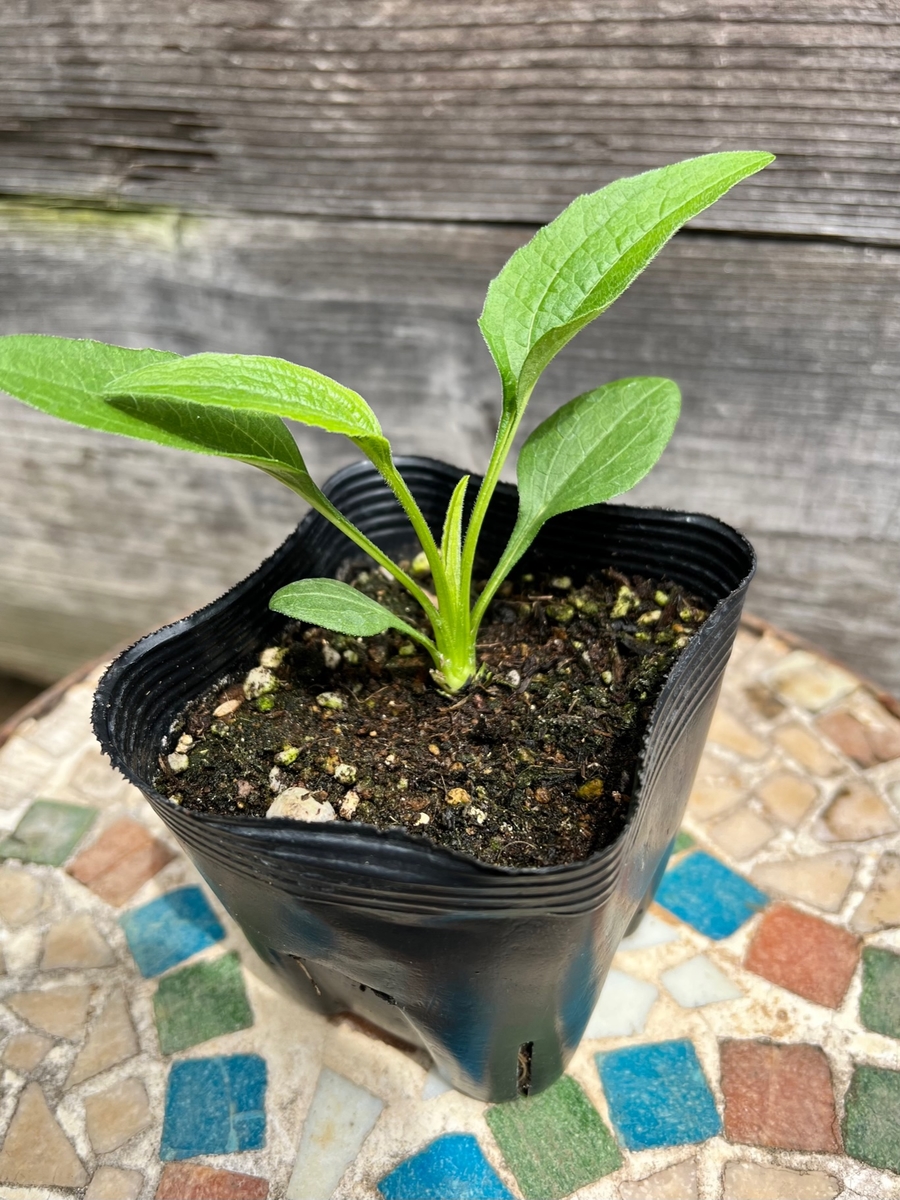 エキナセア グリーンジュエル グリーンホビー