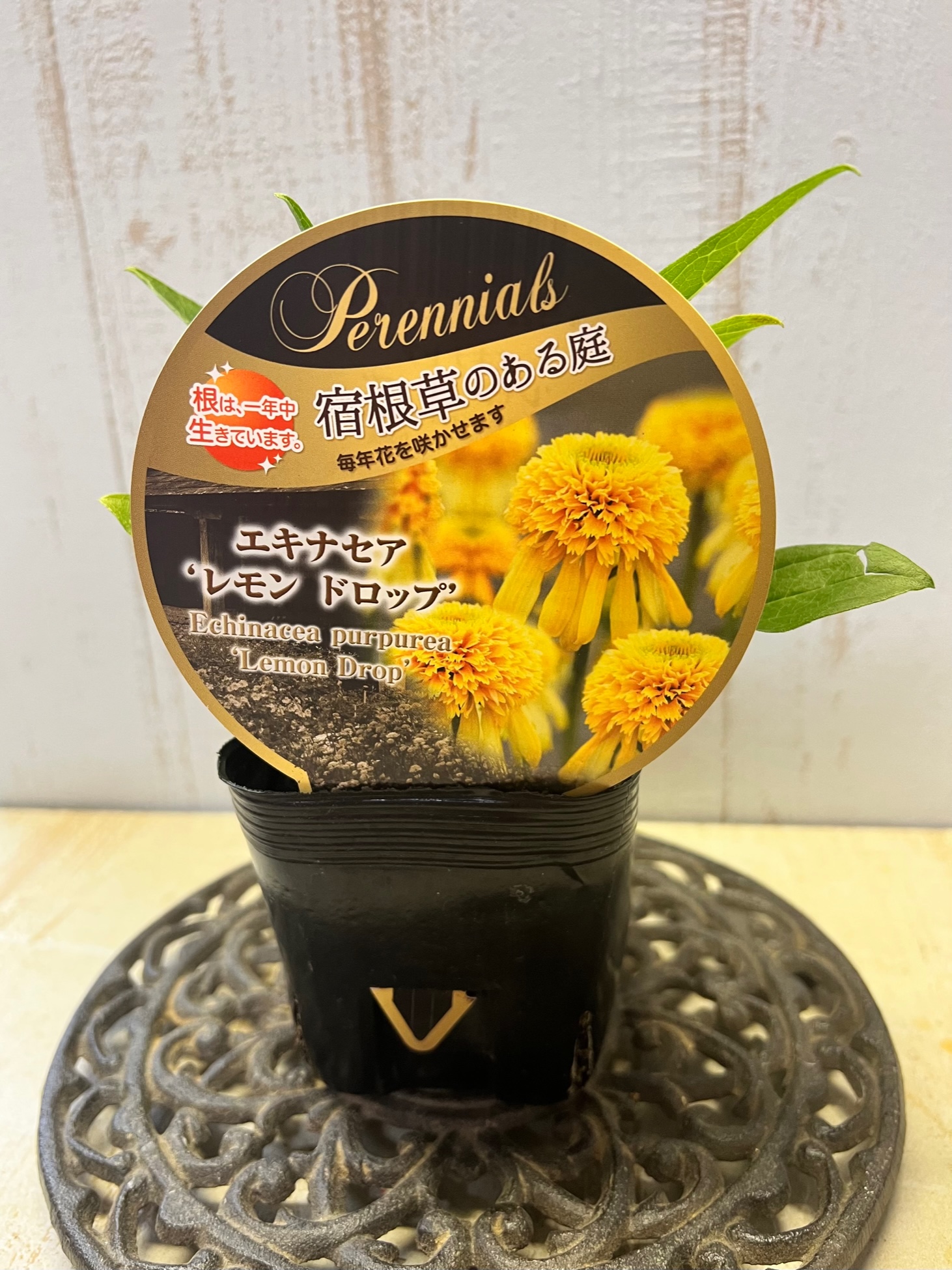 エキナセア パープレア 直径12cm ポット苗 レモンドロップ4号 1株宿根草