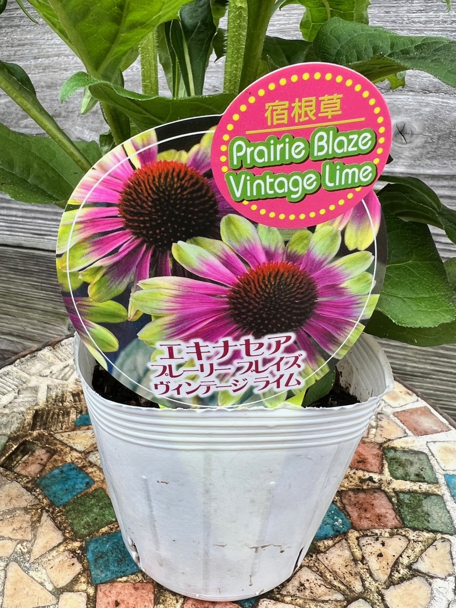 エキナセア プレーリーブレイズ ヴィンテージライム グリーンホビー エキナセア プレーリーブレイズ ヴィンテージライム グリーンホビー