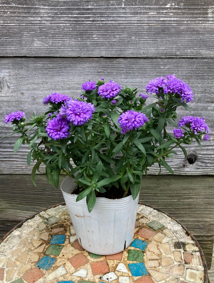 アスター ミステリーレディー ニコル グリーンホビー