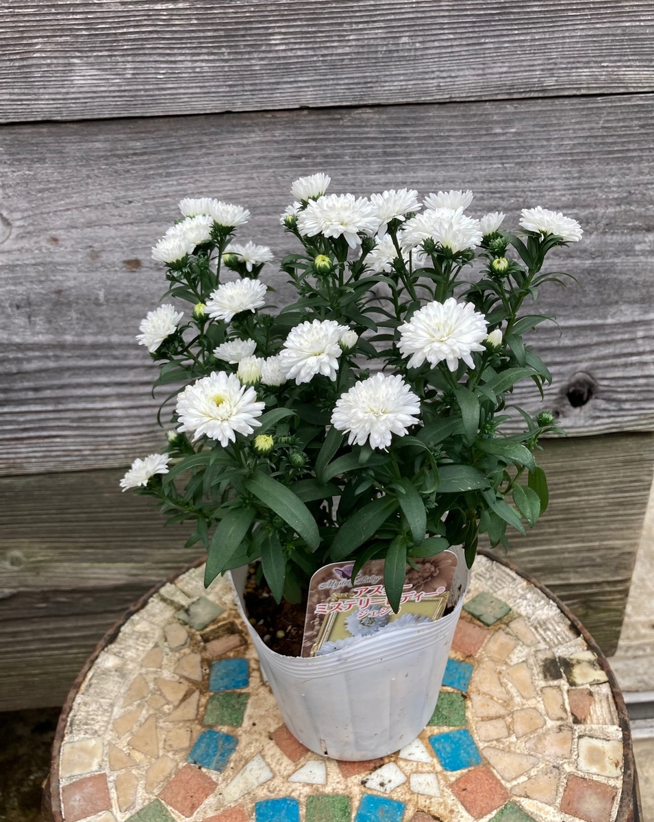 アスター ミステリーレディー ジェシカ グリーンホビー