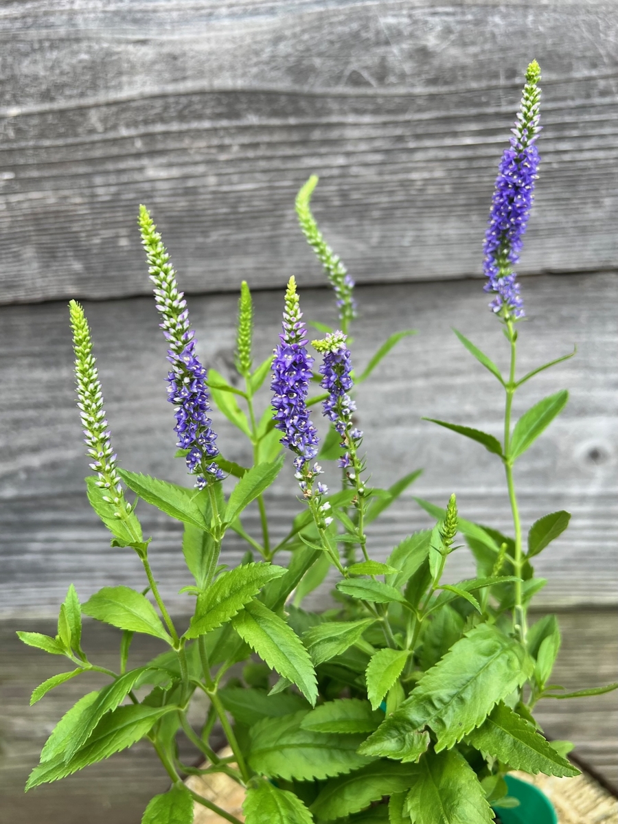 ベロニカ ロニカブルー グリーンホビー