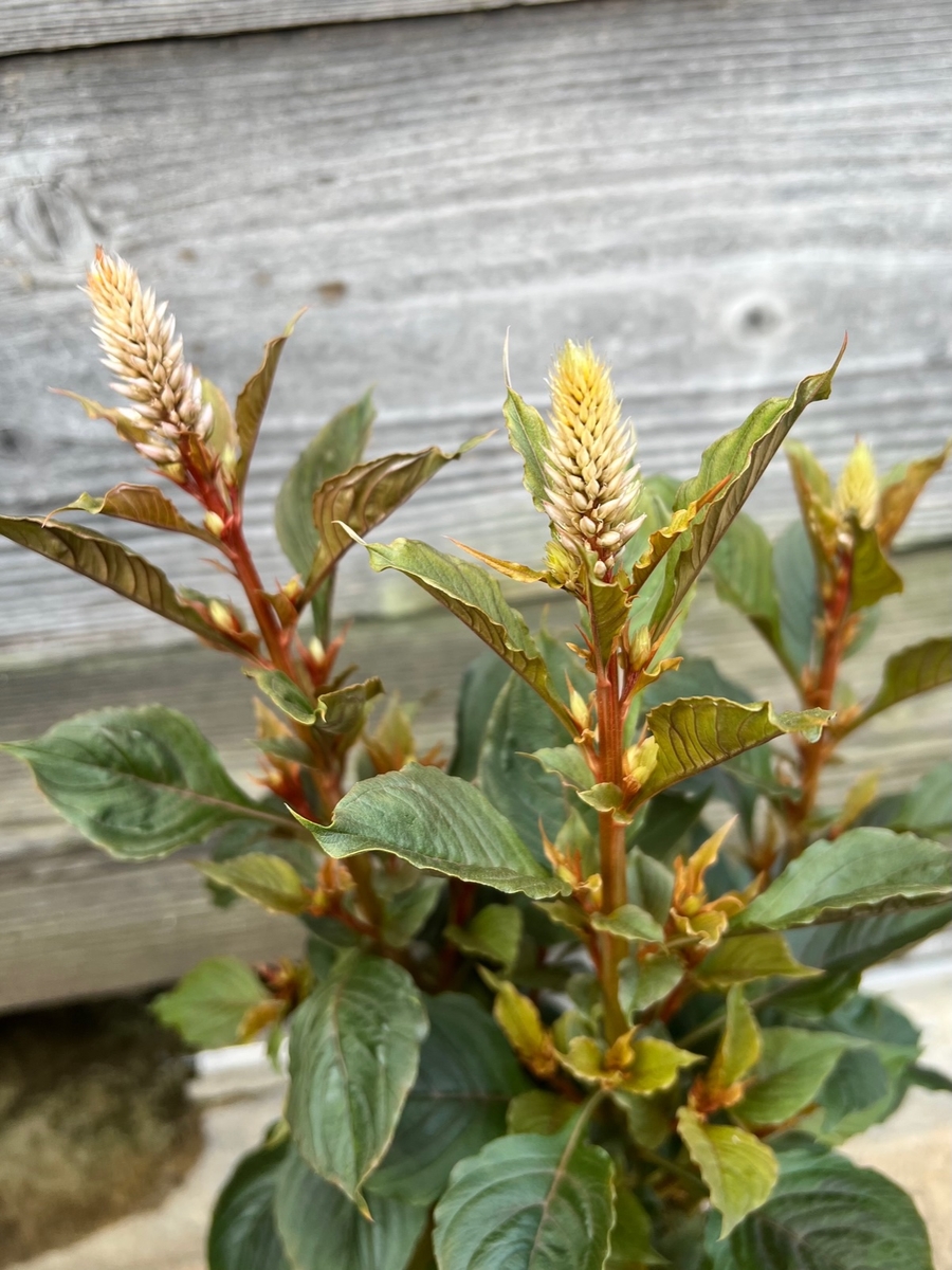 セロシア ヴィンテージ グリーンホビー