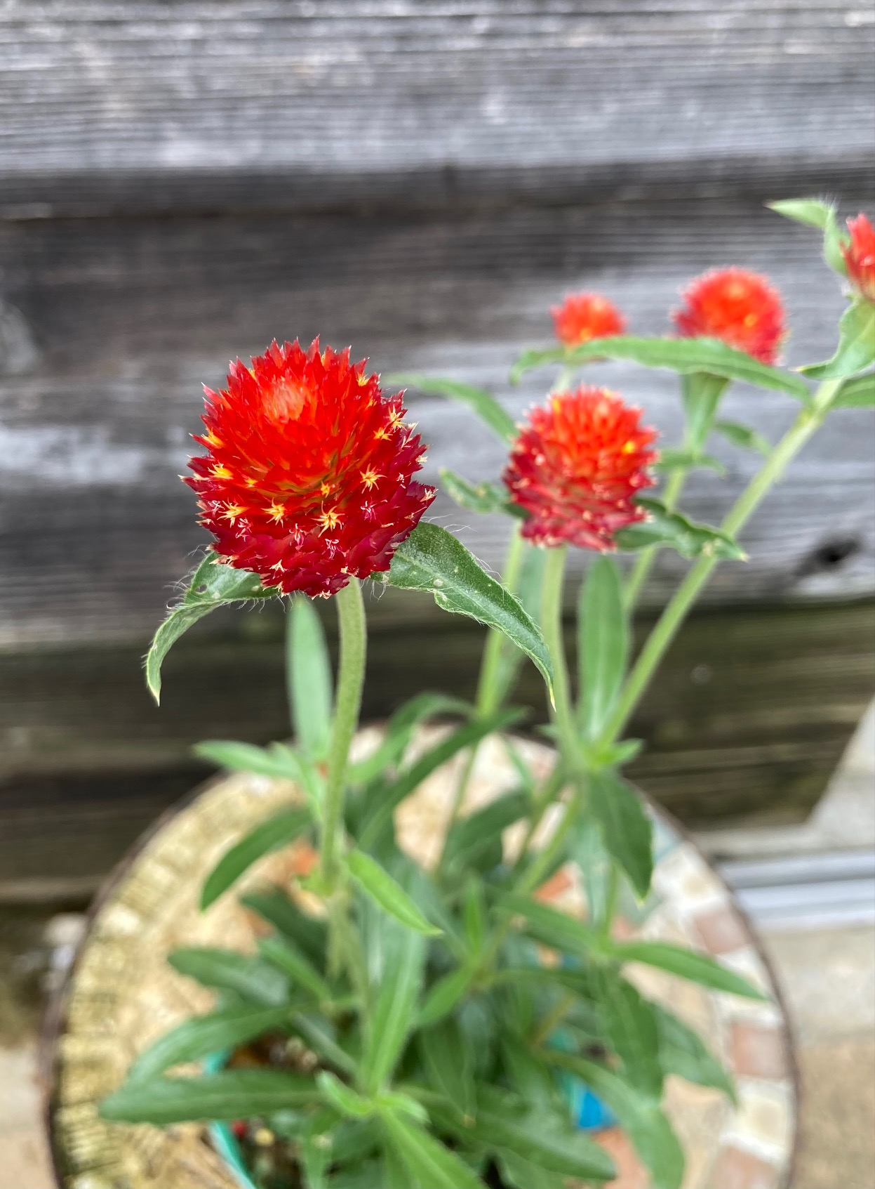 千日紅 ストロベリーフィールド グリーンホビー