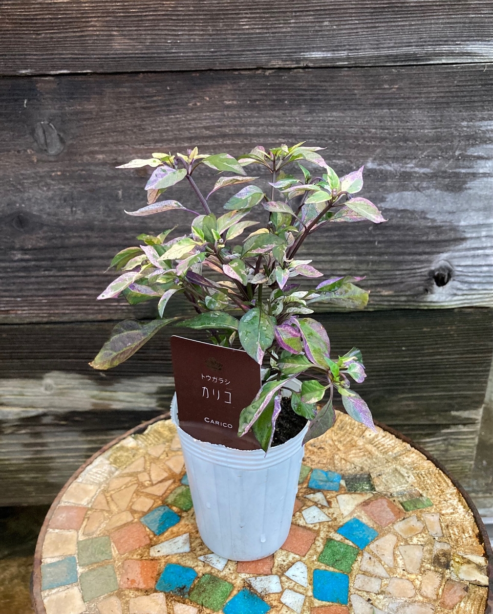 観葉植物 斑入り トウガラシ♡寄植えにも！！ 観葉植物 斑入り トウガラシ♡寄植えにも！！