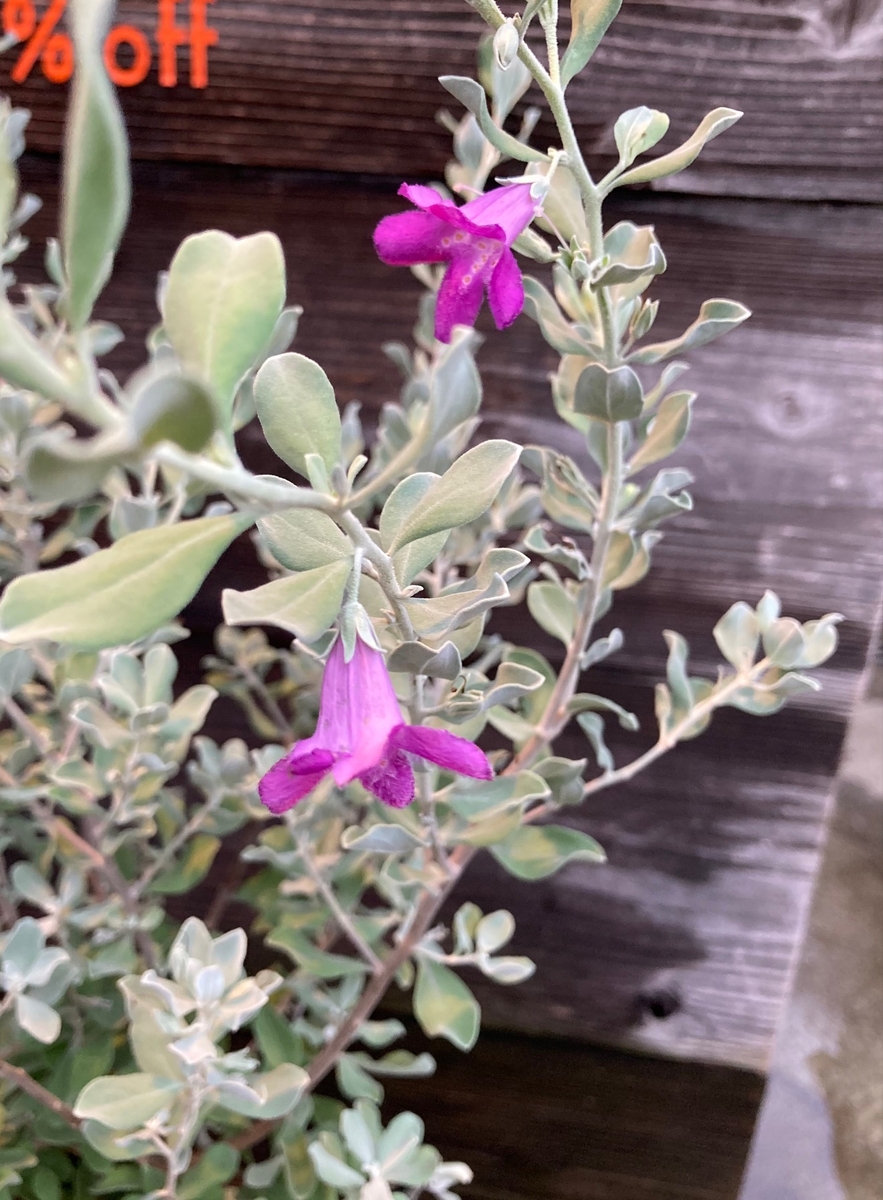 レウコフィルム グリーンホビー