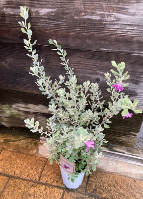 レウコフィルム グリーンホビー