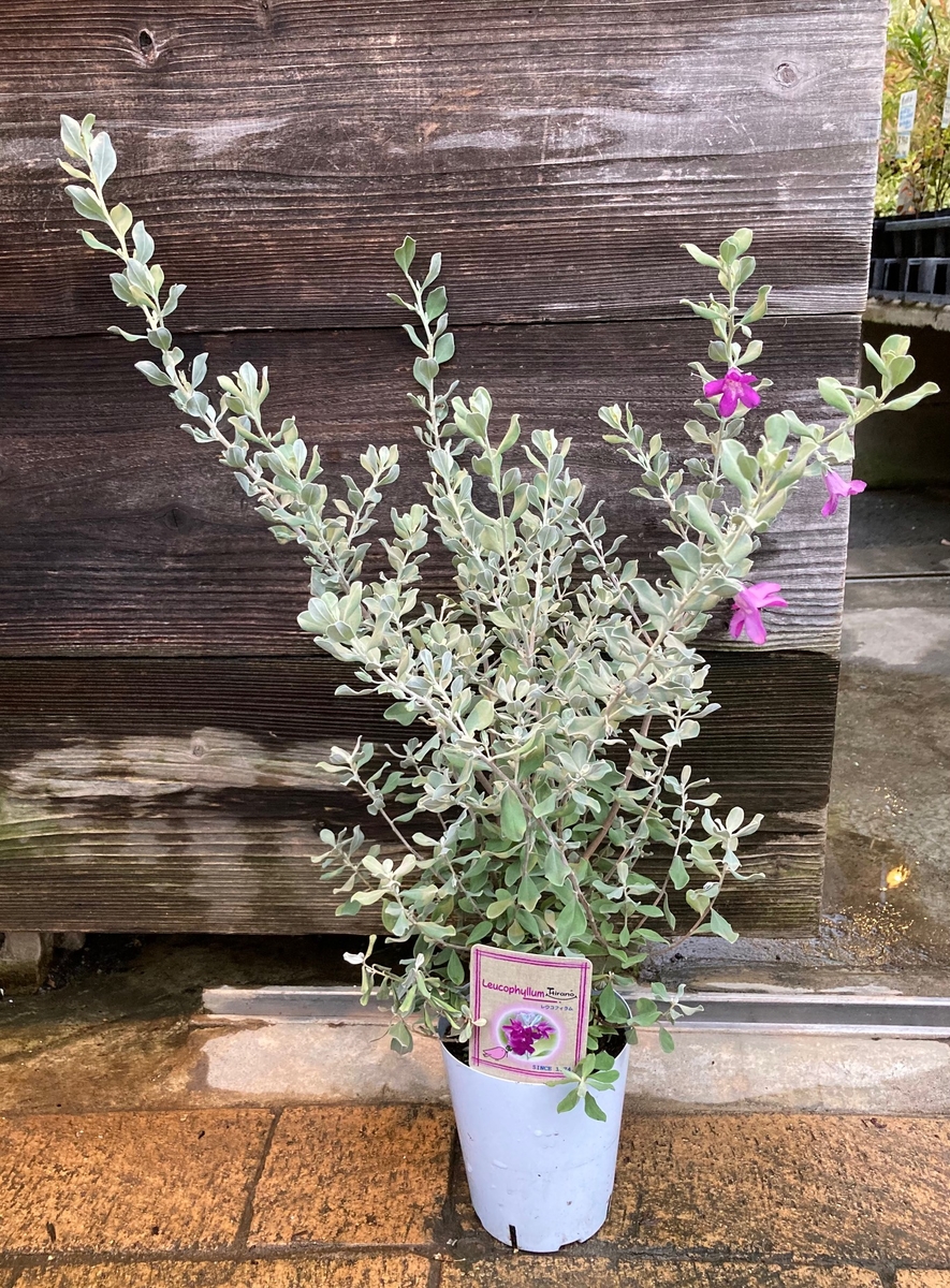 レウコフィルム グリーンホビー