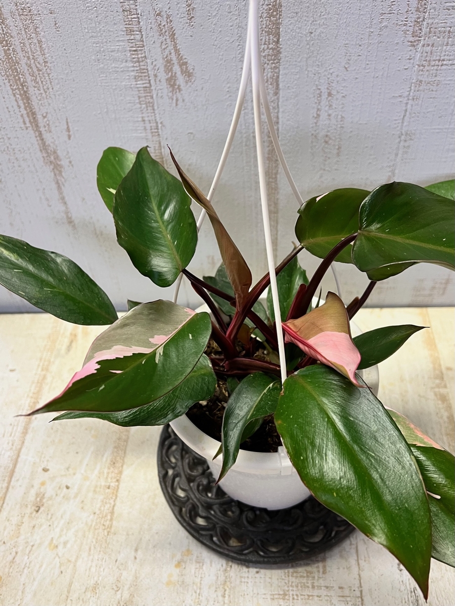 フィロデンドロン ピンクプリンセス 観葉植物 良株 ハーフムーン