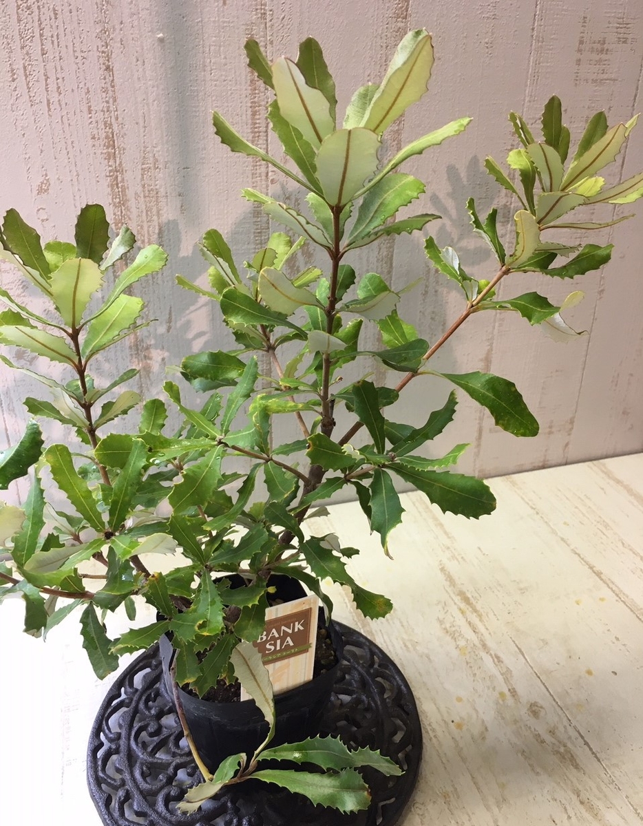 バンクシア インテグリフォリア コースト グリーンホビー