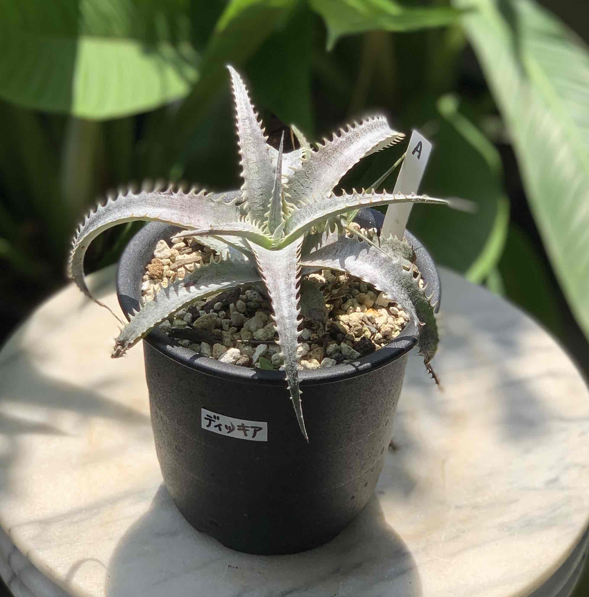 Dyckia 'Brittle Star' F3 MK clone #2 Dyckia Brittle Star