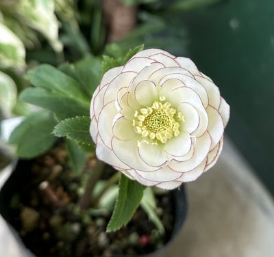 クリスマスローズ 苗 SDソレイユ×SDソレイユ（銅葉） クリスマスローズソレイユ(銅葉) 広瀬園芸≪開花経験株≫