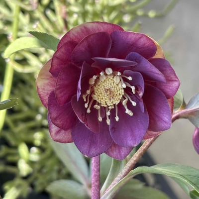 クリスマスローズ 広瀬園芸レッドゴールドdd株分苗！ 広瀬園芸