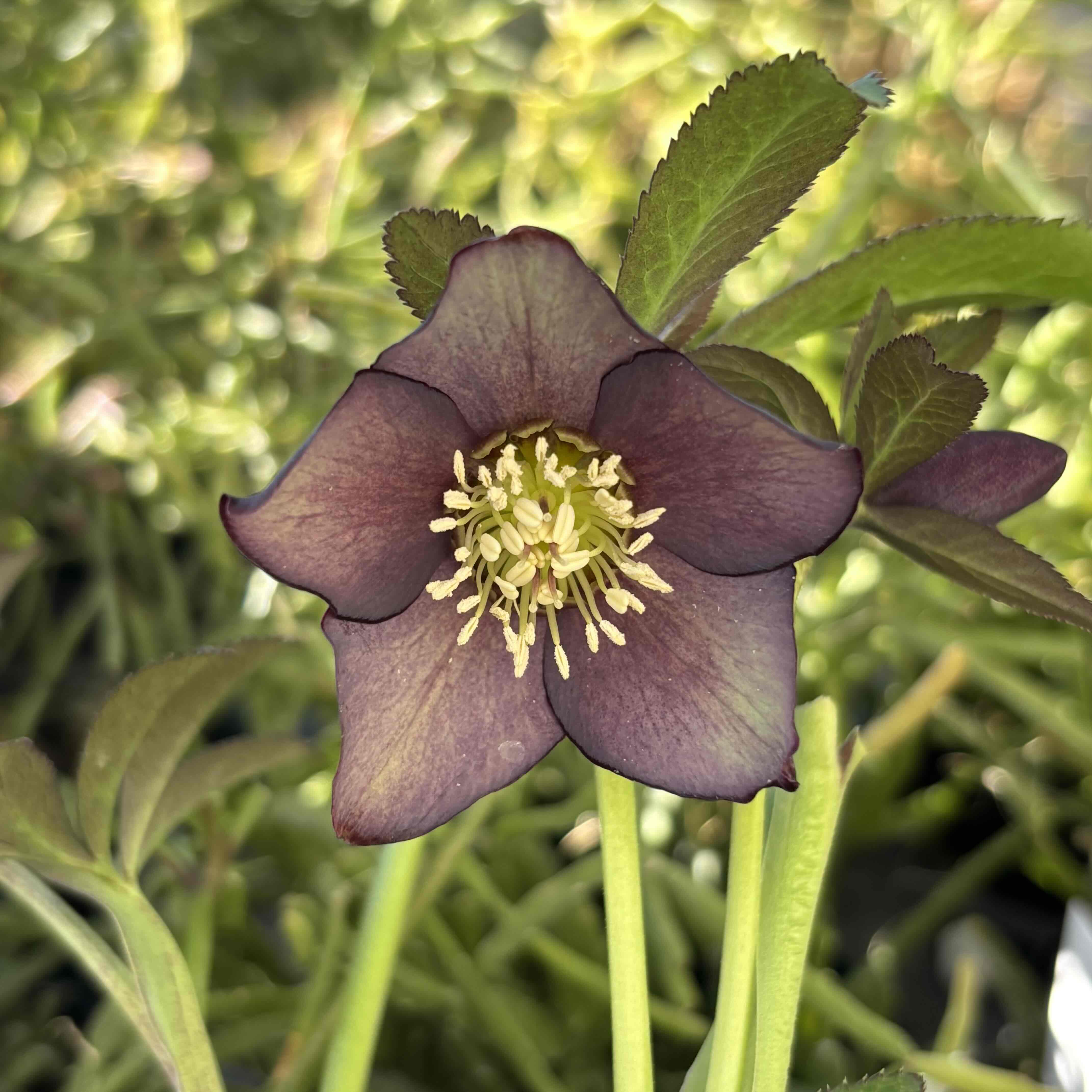 びおら様ご予約品 桂楓園 ブルーパンビオ3苗 マジックアワー パスフリ