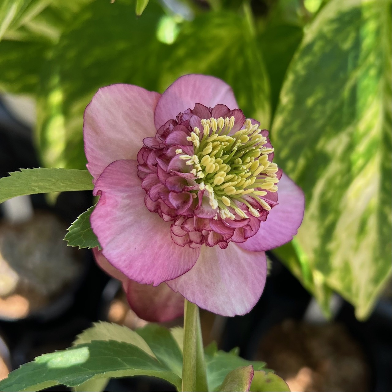 野田園芸】クリスマスローズ ピンクゴールドベインリバーシブルdd