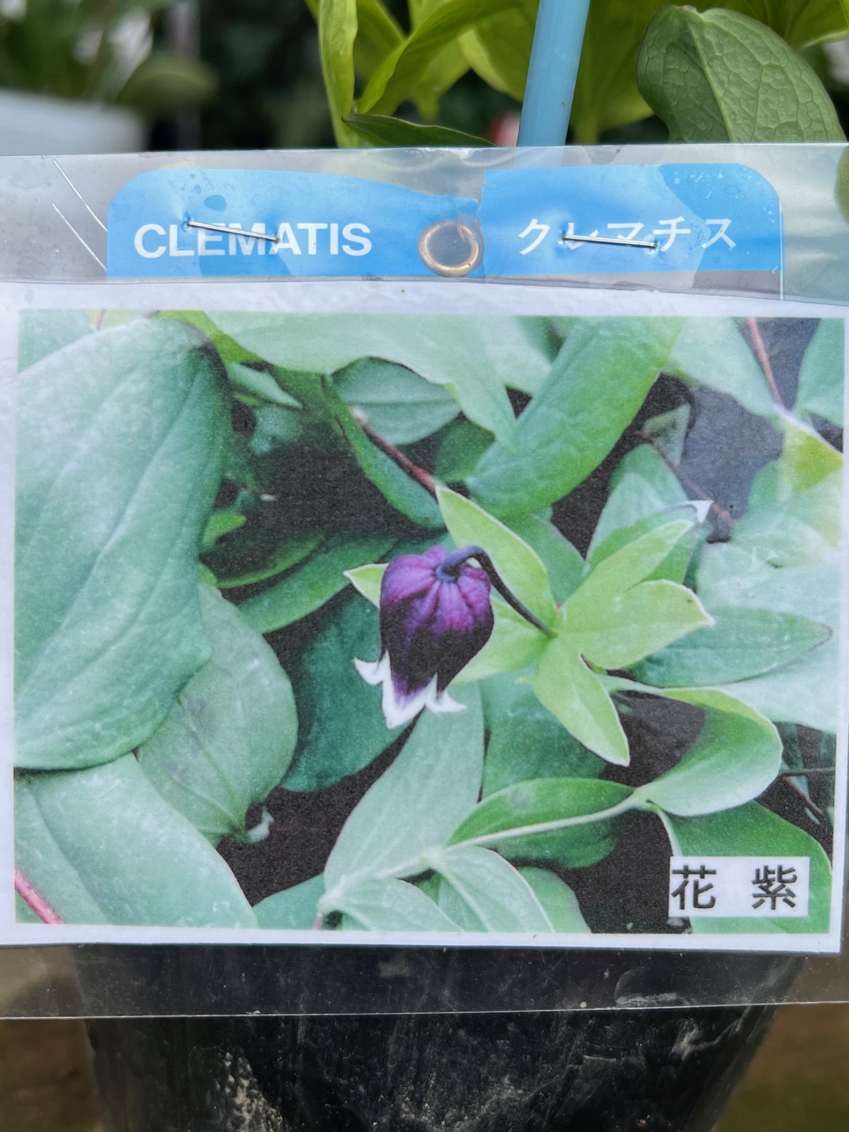 竹間園芸さんクレマチス苗 🍵竹間さんのクレマチス入荷しました…✨ ⁡ こんにちは
