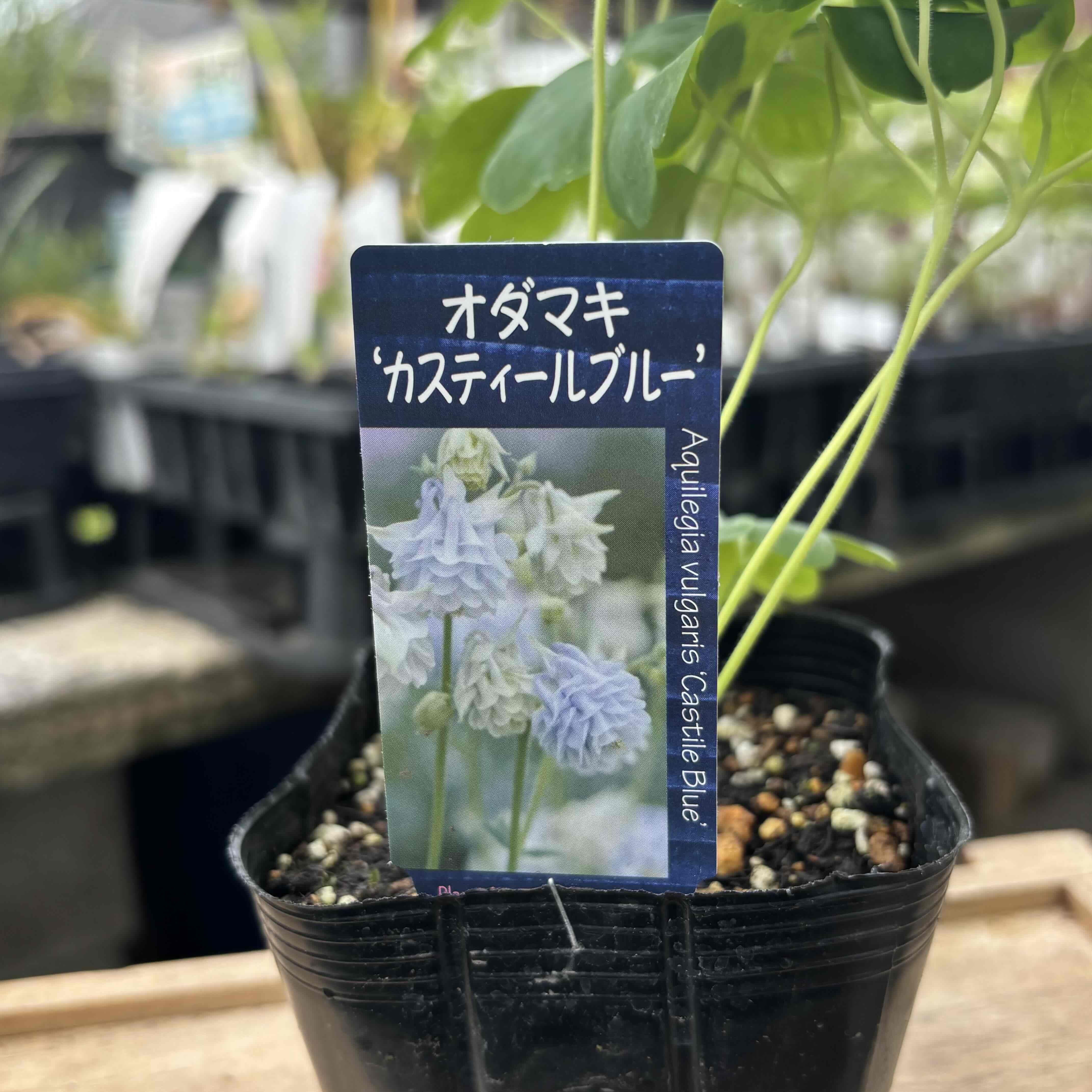 西洋オダマキ カスティールブルー苗 | グリーンホビー