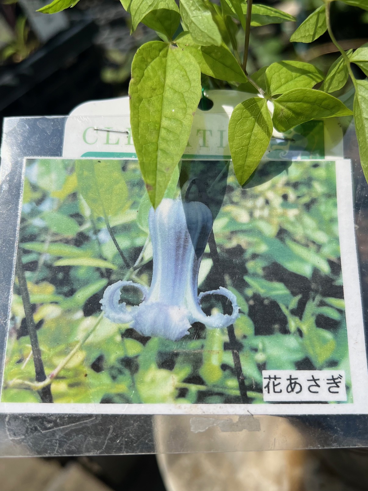 花色 花 浅葱 あさつき 浅葱 とは 香り高く育てやすいネギ 栽培方法からおすすめの食べ方までご紹介 グリーンスナップ