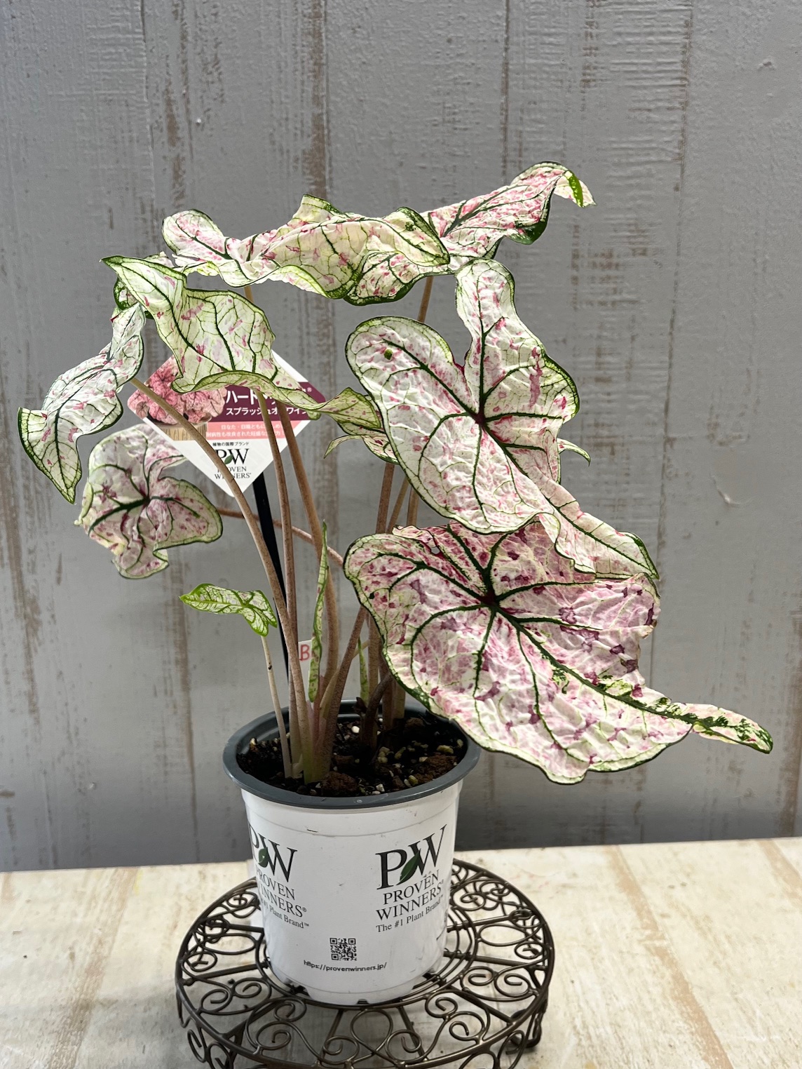 【希少】バカラ／ポエティックガーデン オウム＆蝶柄 フワラーベース／BC492 バカラ ポエティックガーデン 2105702 フワラーベース 花瓶 ガラス