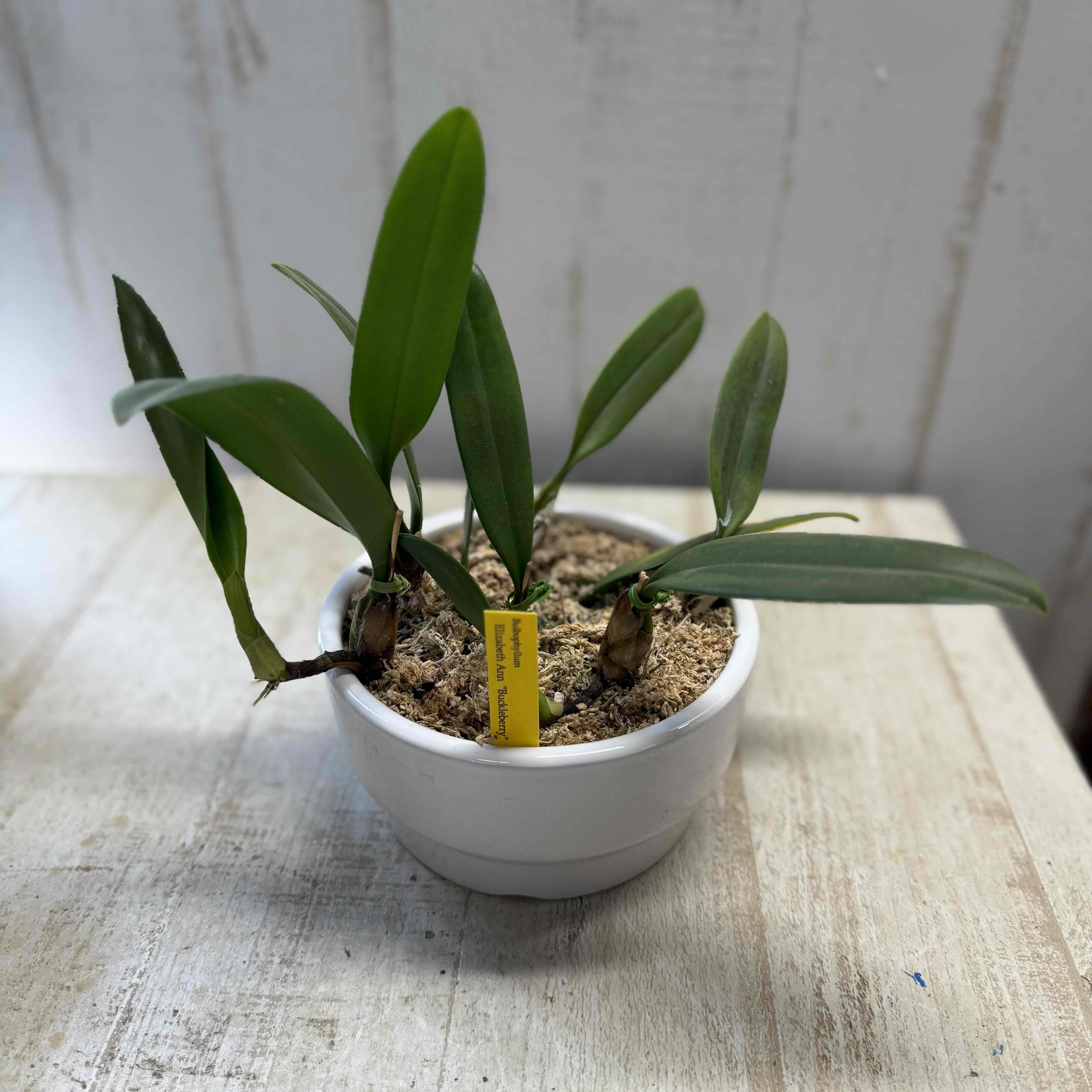 現品】バルボフィラム エリザベスアン バックルベリー | グリーンホビー