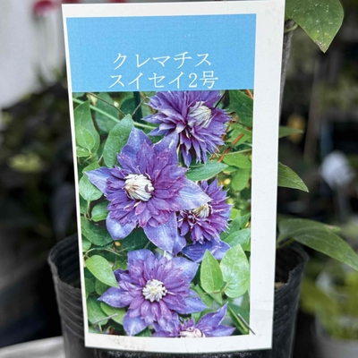 クレマチス　スイセイ２号
