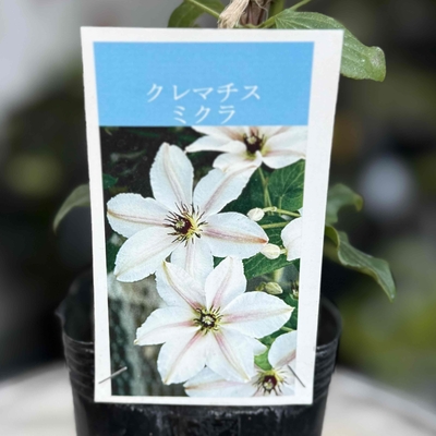 クレマチス　ミクラ