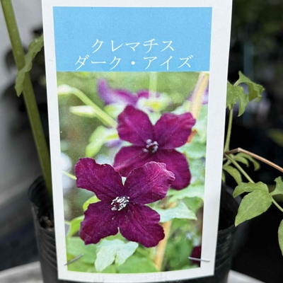 クレマチス　ダーク・アイズ