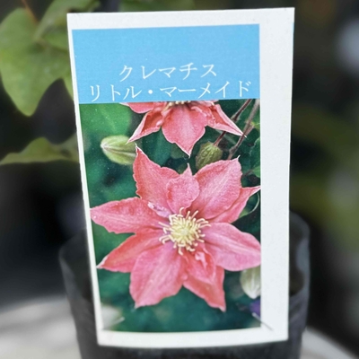クレマチス　リトル・マーメイド