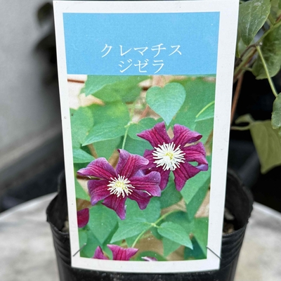 クレマチス　ジゼラ