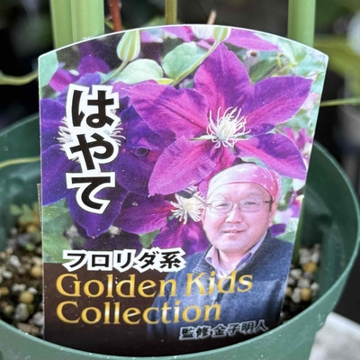 クレマチス　はやて