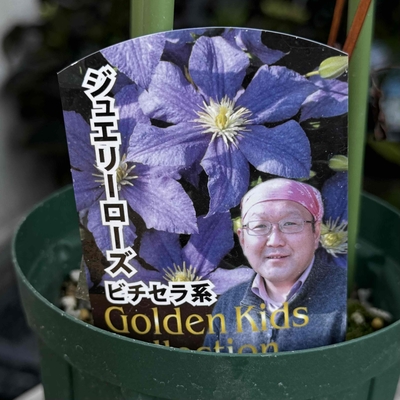 クレマチス　ジュエリーローズ