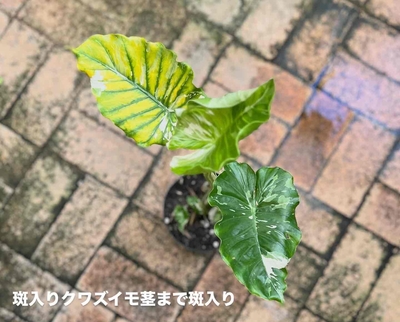 【斑入り】クワズイモ５寸相当　トリカラー？茎斑入り？