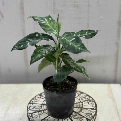 【現品】アグラオネマ　ピクタム　トリカラー