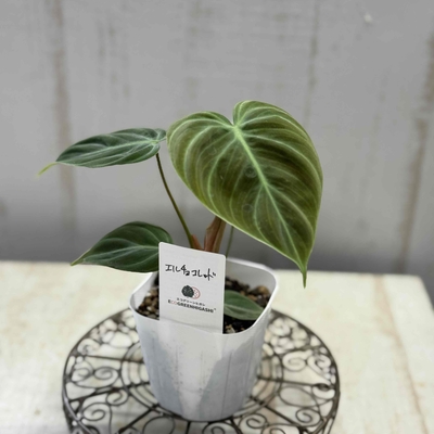 【現品】フィロデンドロン　エルチョコレッド