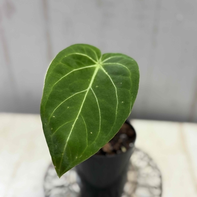 【現品】原種アンスリウム　フォルゲッティhyb　(forgetii×crystaiiinum ??)