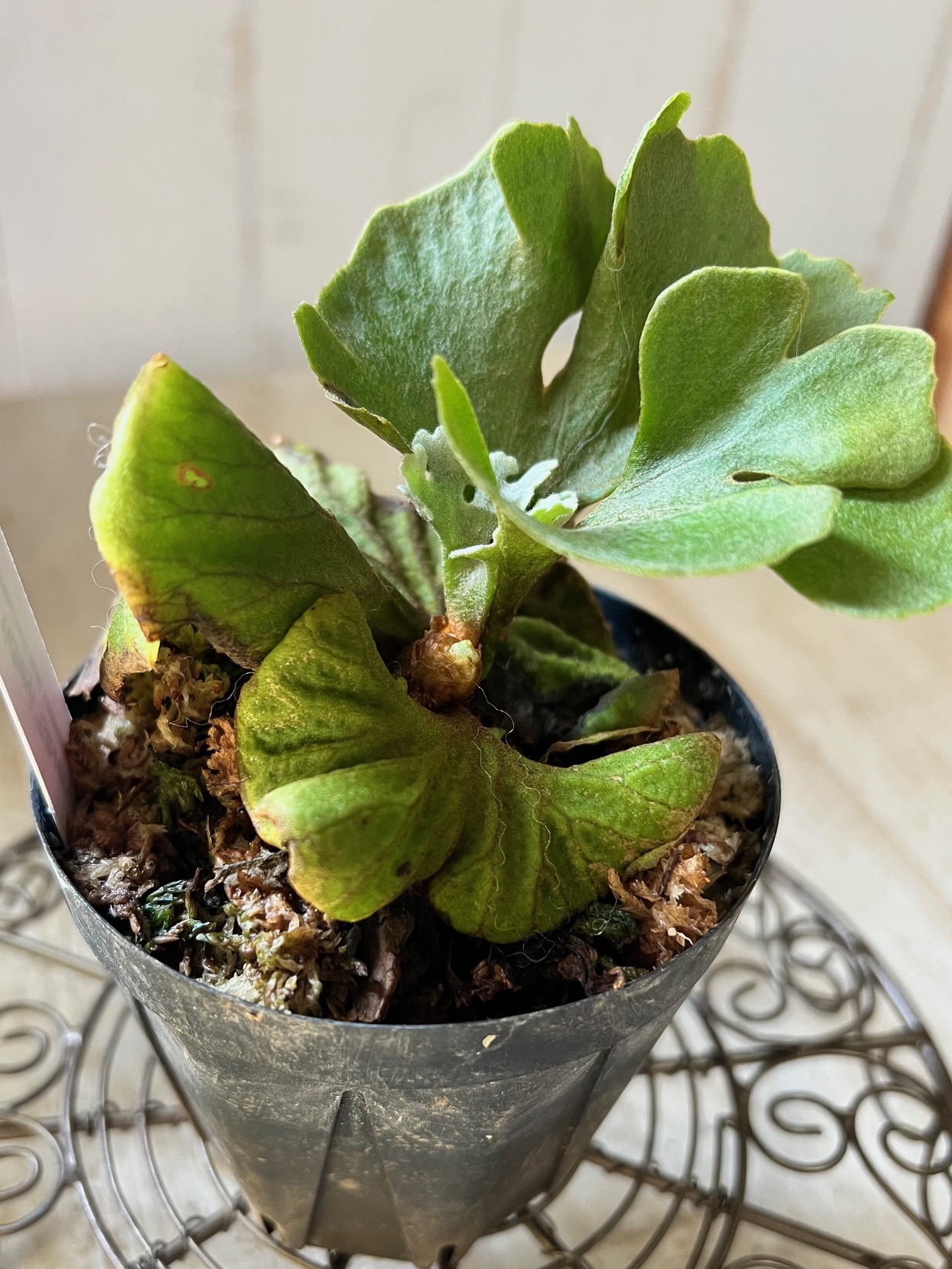 ビカクシダ リドレイ シルベリードワーフ【現品】 | グリーンホビー